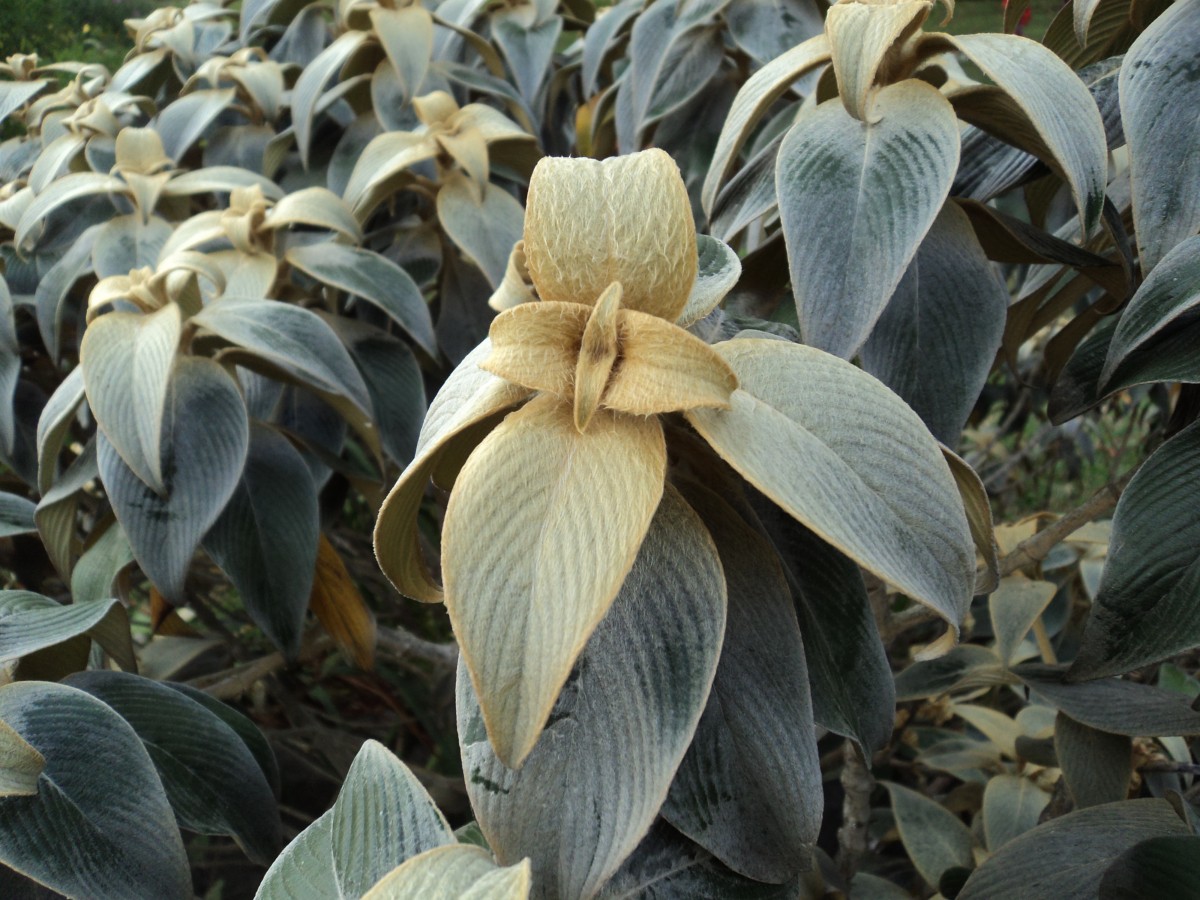 Strobilanthes lanata Nees